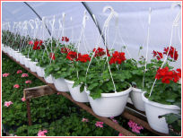 Hanging Baskets | Annual Bedding Plants | Annual Plants | Heirloom Tomatoes | Berrien County | Southwestern Michgian