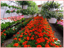 Hanging Baskets | Annual Bedding Plants | Annual Plants | Heirloom Tomatoes | Berrien County | Southwestern Michgian